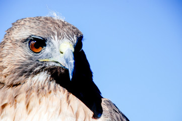 Portrat brown eagle