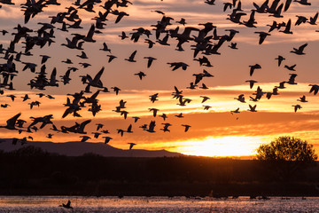 Snow Geese Silhouetted at Sunrise
