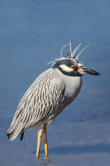 Yellow-crowned night heron (Nyctanassa violacea),  Ding Darling National Wildlife Refuge, Florida