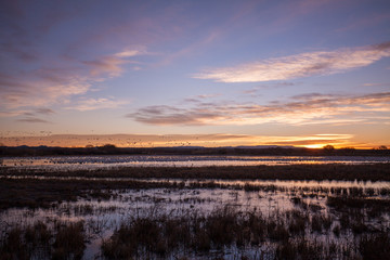 Snow Geese Silhouetted at Sunrise