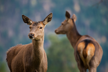 Sika-Hirsche und Sika-Hirschkühe