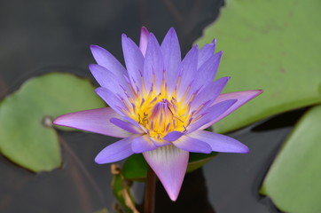 FLEUR DE LOTUS JARDIN AQUATIQUE BANGKOK THAILANDE