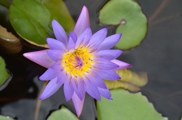 FLEUR DE LOTUS JARDIN AQUATIQUE BANGKOK THAILANDE