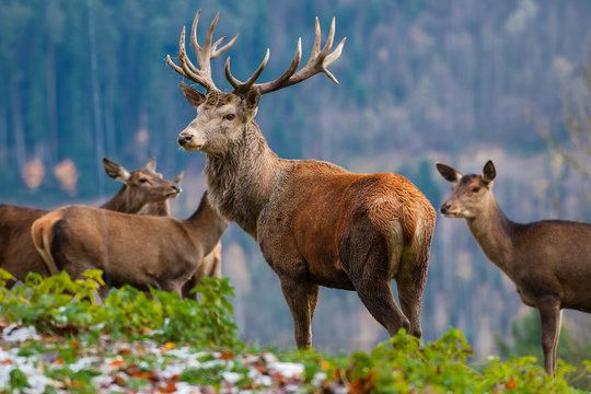 Fototapeta Sika-Hirsche und Sika-Hirschkühe