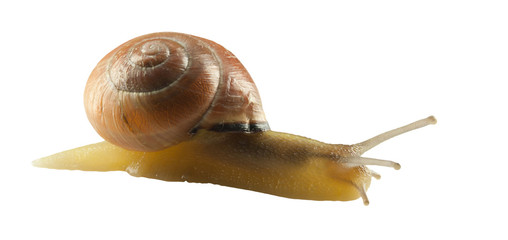 forest snail, Cepaea nemoralis on a white background