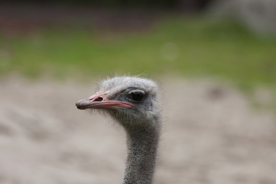 ostrich (Struthio camelus) close-up portrait