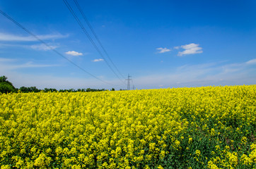 Field of the blossoming canola on spring