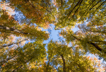 Soriano nel Cimino (Italy) - The autumn in the beechwood of Monte Cimino with foliage. This forest in the summit of Cimino mountain has become UNESCO World Heritage Site in 2017