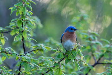 Eastern Bluebird in tree.