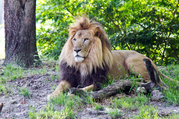 A large male lion resting in the shade of a tree.