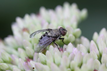 Macro Fly