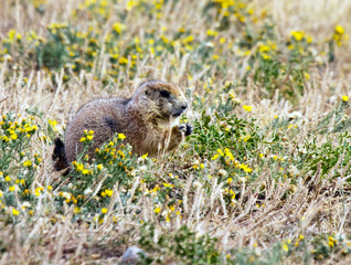 A prairie dog eating yellow flowers on the plains in Montana.