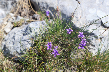 Mountain flowers from Montenegro
