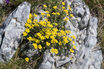 Mountain flowers from Montenegro