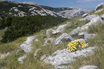 Mountain flowers from Montenegro