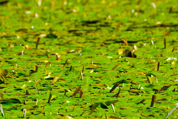 Tappeto di verde