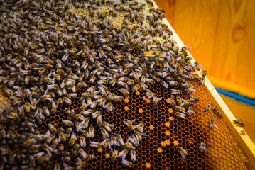 Rój Pszczół - obrazy, fototapety, plakaty