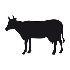 Cow icon on the white background symbol