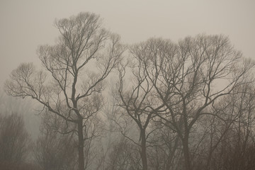 Smog