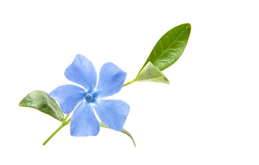 blue periwinkle isolated