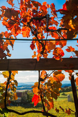 verfärbte, rote Weinblätter im Herbst