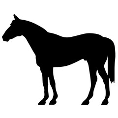 rearing up horse fine vector silhouette and outline - graceful black stallions