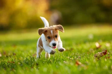 Foto op Plexiglas Dog breed Jack Russell Terrier playing in autumn park © Aleksey