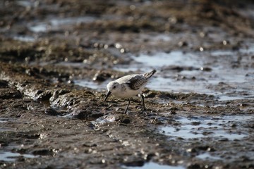 Little bird called sanderling on volcanic rocks at the sea