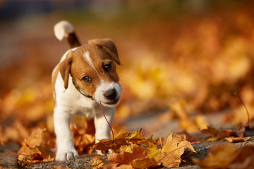 Dog breed Jack Russell Terrier playing in autumn park - obrazy, fototapety, plakaty
