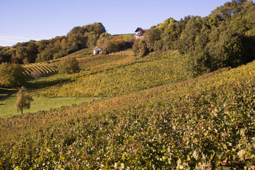steirische Weinberge im Herbst