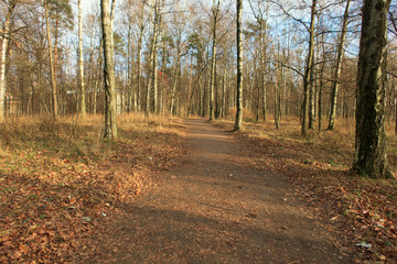 autumn walk in an autumn park