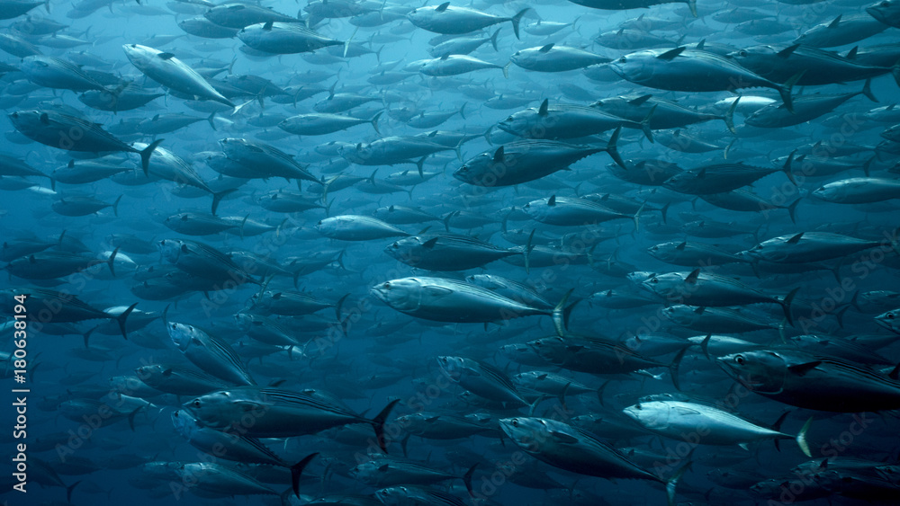 Wall mural black skipjack tuna school in galapagos, the pinnacle of diving. very large and dense schools of fis