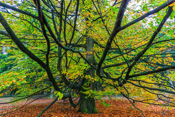 Beautiful colorful autumn tree in a forest