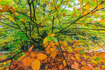 Beautiful colorful autumn tree in a forest