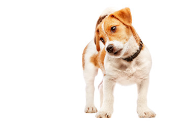 Jack russell terrier puppy portrait. Image taken in a studio.