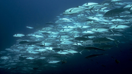 Fototapeta na wymiar Bigeye Trevallyjack School in Galapagos, the Pinnacle of Diving