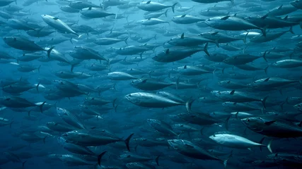 Foto op Canvas Black Skipjack Tuna School in Galapagos, the Pinnacle of Diving. Very large and dense schools of fish often congregate in these protected waters. © Janos