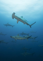 Obraz premium School of Hammerheads in Galapagos, the Pinnacle of Diving