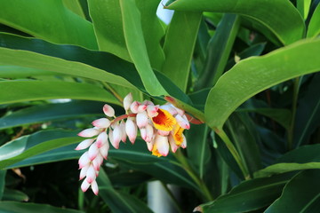 Orchidaceae in Brisbane City Botanic Gardens, Queensland Australia 