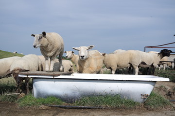 Schafe an der Nordseeküste