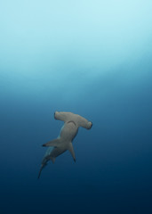 Fototapeta premium Hammerhead in Galapagos, the Pinnacle of Diving