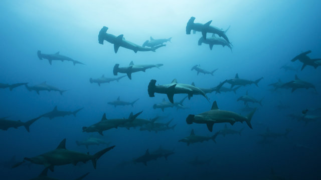 Very large school of scalloped hammerhead sharks in Galapagos, world heritage site of Ecuadorian Pacific