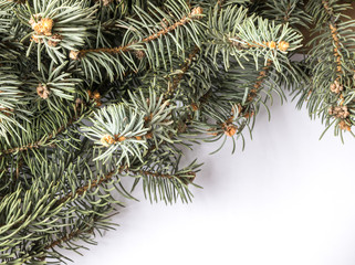 Blue Spruce Twig