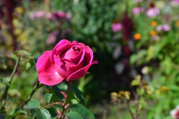 Rosa Rosenblüte im Garten