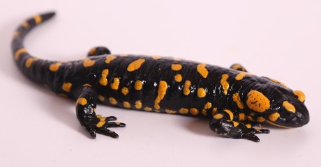 Fire salamander isolated