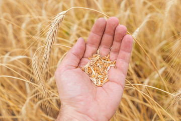 golden rye in hand over field