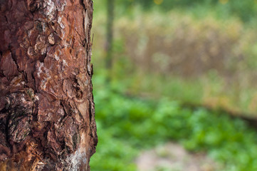 Obraz premium Kora drzewa na tle zielonej trawy