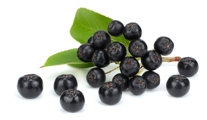 Chokeberry with leaf isolated on white background. Black aronia