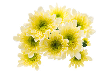 yellow chrysanthemum isolated