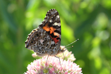 Painted Lady